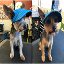 Boné de para cães, chapéu ajustável com buracos para as orelhas para cachorros pequenos e gatos.