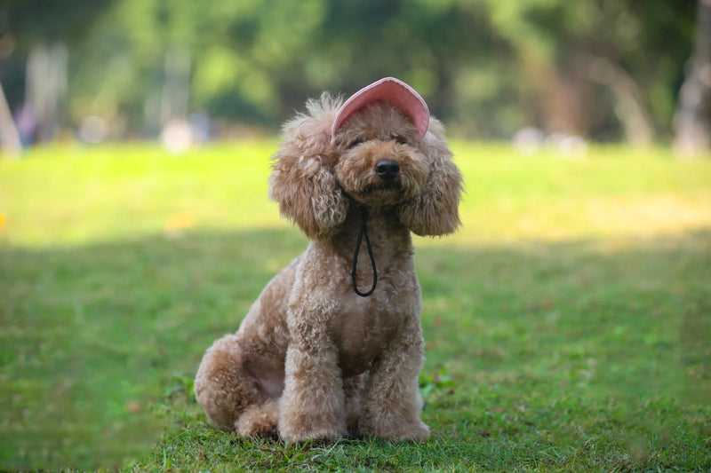 Chapéu ajustável para cães.