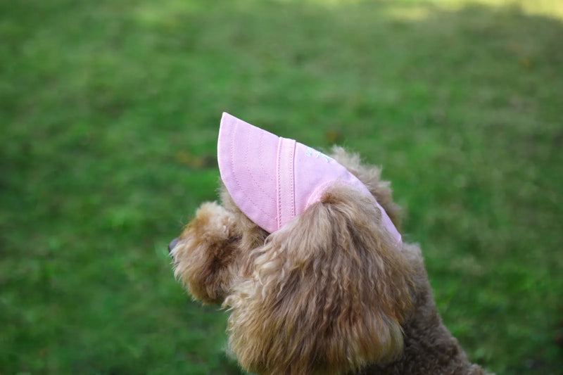 Chapéu ajustável para cães.