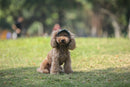 Chapéu ajustável para cães.