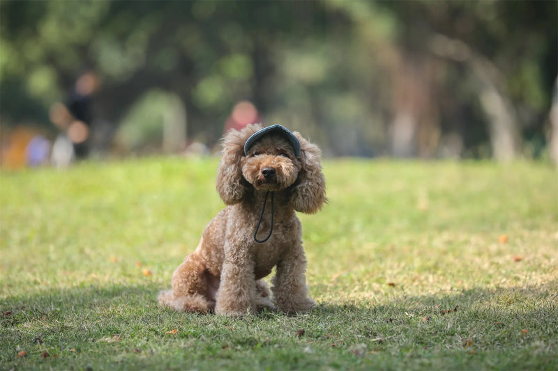 Chapéu ajustável para cães.
